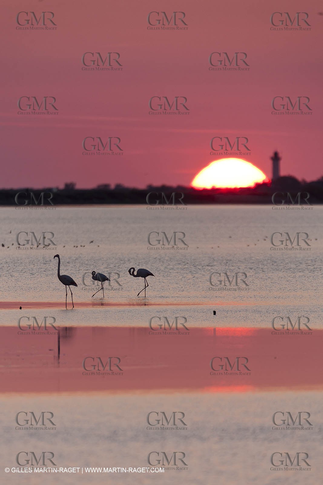 19 04 2011 - Arles (FRA,13) - Pink flamingos in La Gacholle Lighthouse vicinity