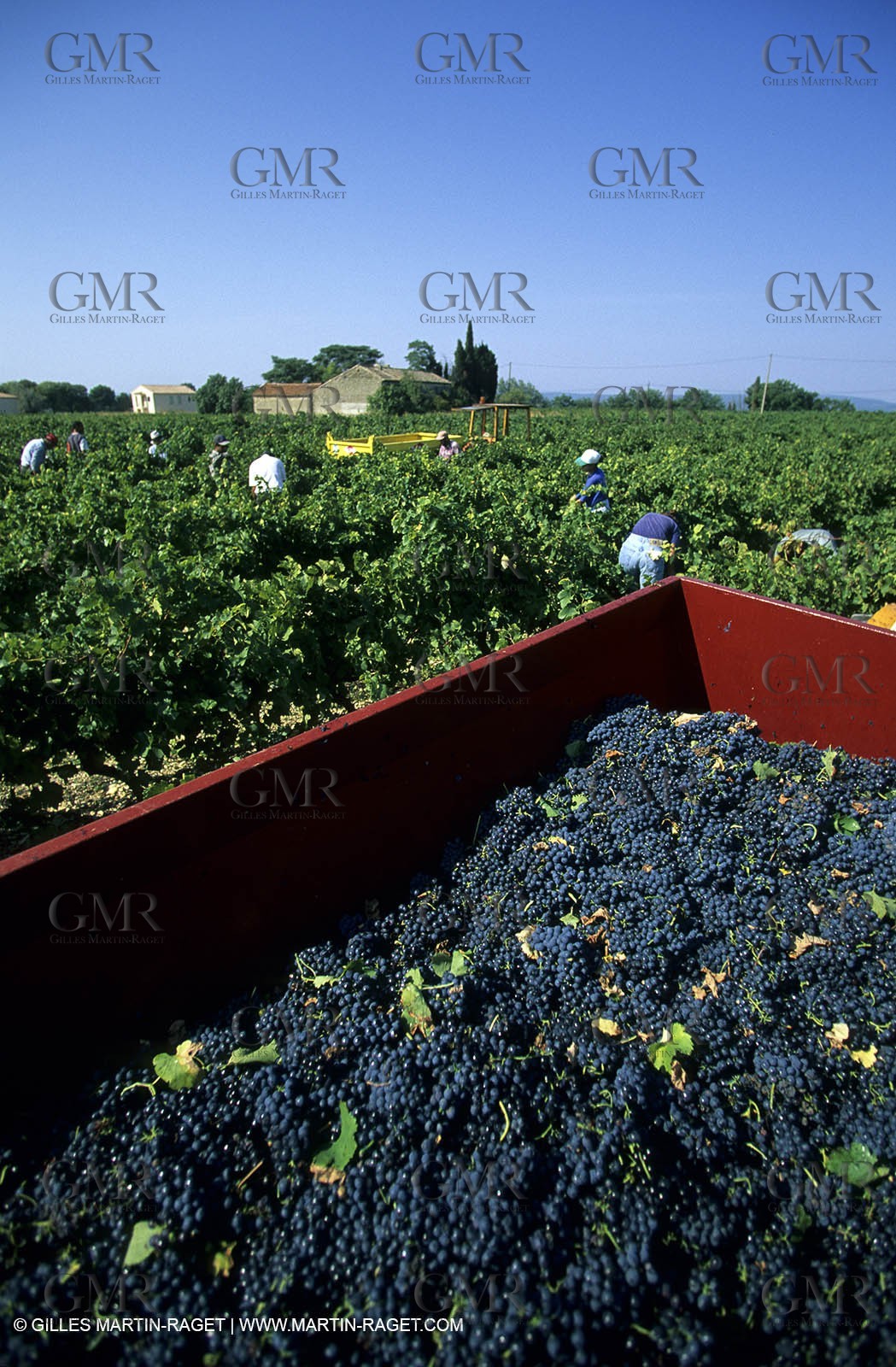 Harvest in Cairanne