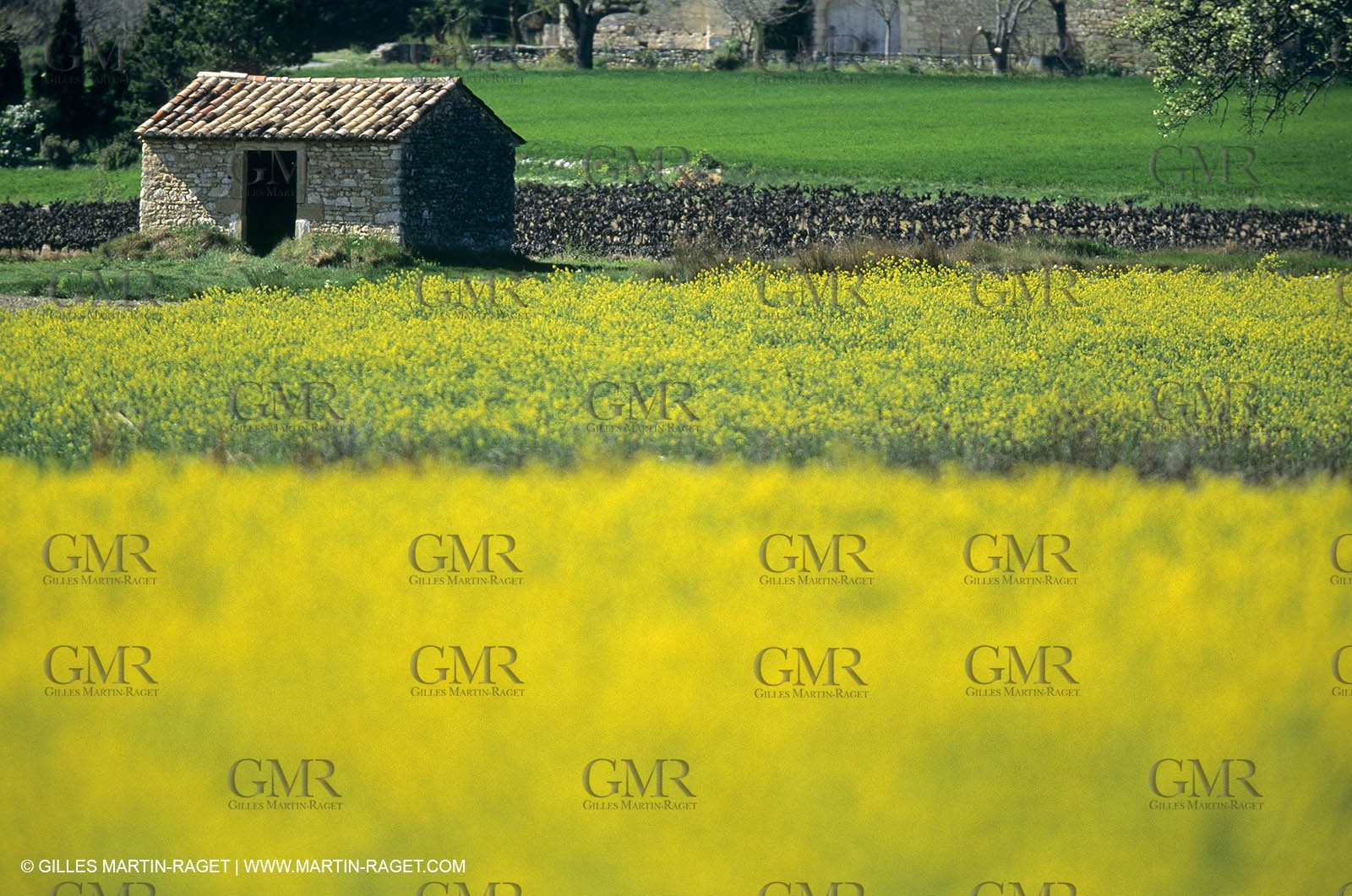 Alpilles (FRA,13), Rape fields