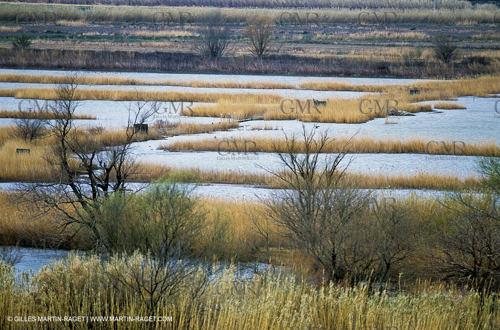 Camargue (FRA,13) - Flamants roses en Camargue