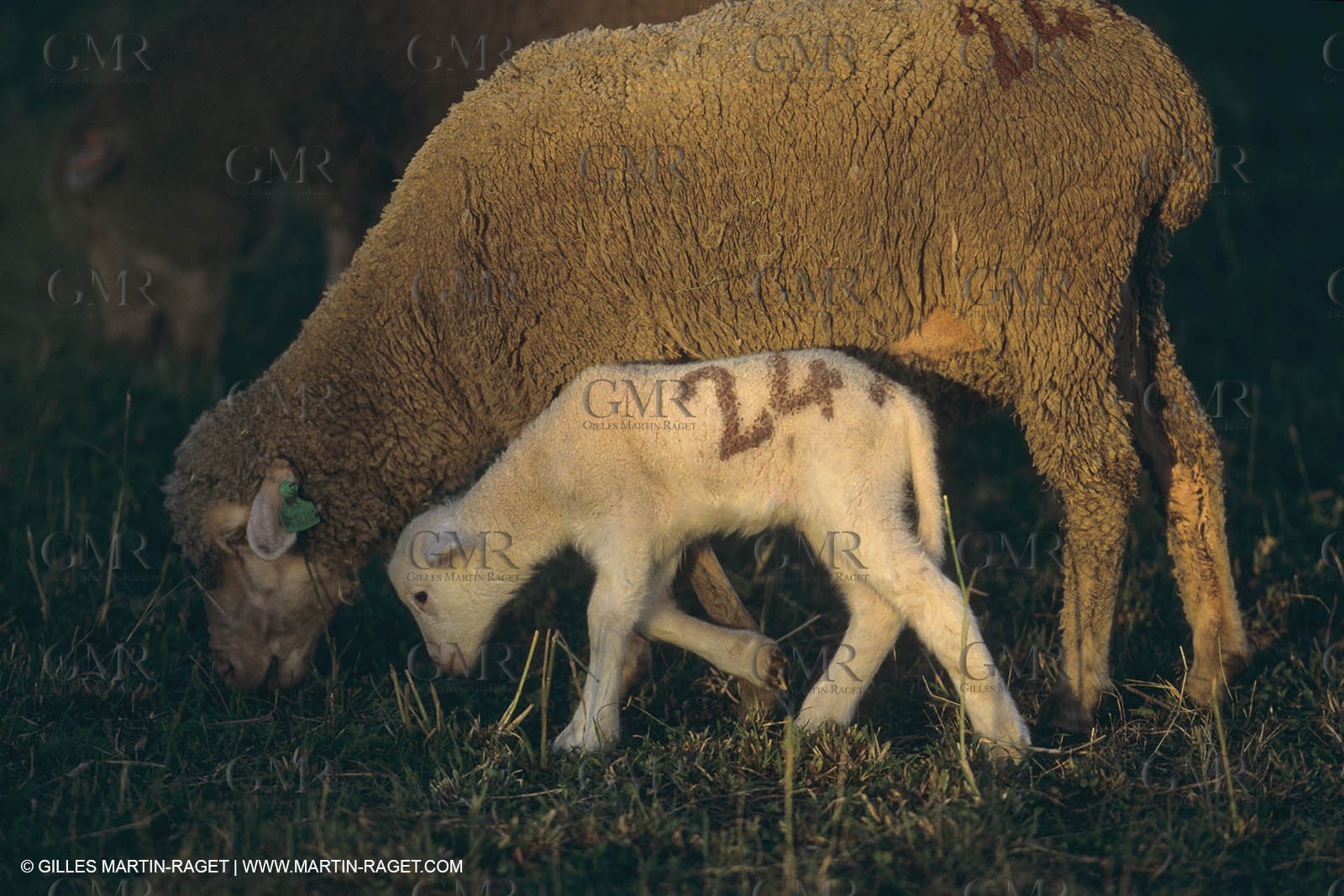 France, Provence, Moutons, bergers, élevage, transhumance