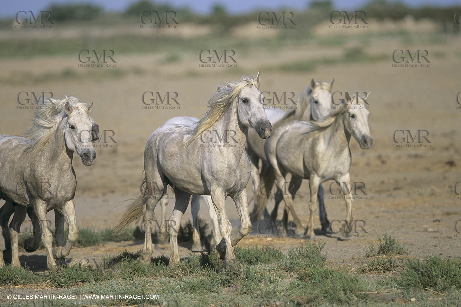 France, Provence, Camargue, chevaux   Horses