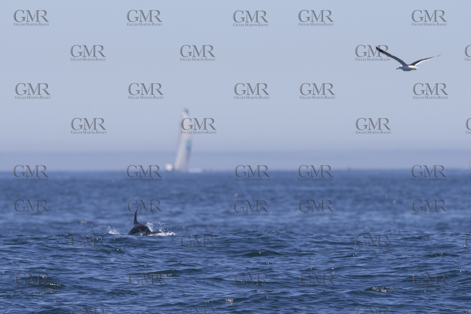 07 11 2014, Capetown (ZAF), Volvo Ocean Race 2014-15, Arrivals Team SCA