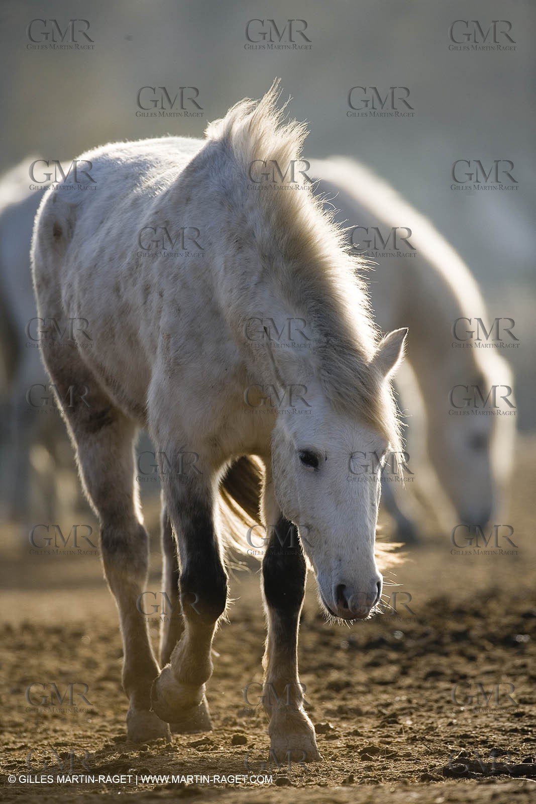 23 12 2006 - Saintes Maries de la Mer - Camargue horses