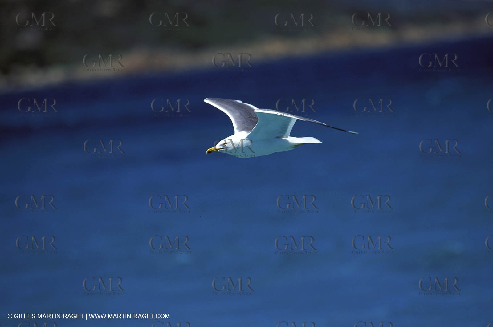 Animaux marins