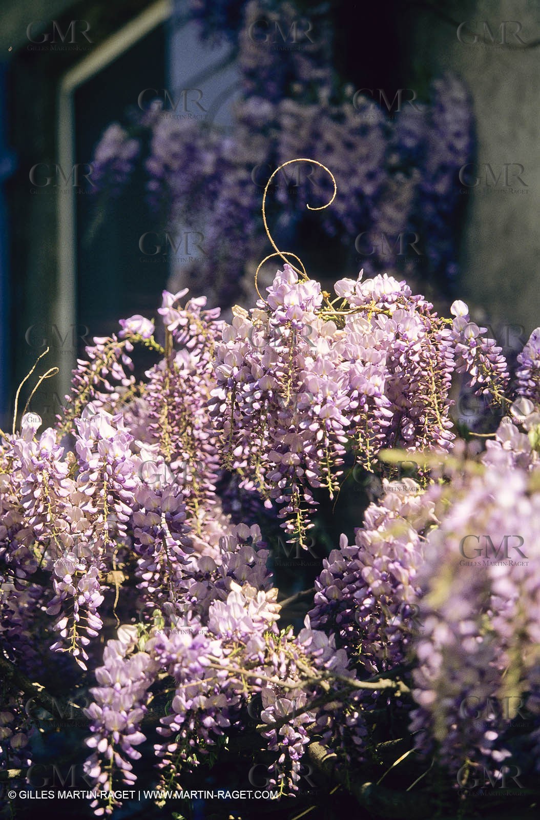 Les Alpilles, Saint Rémy de Provence, (FRA,13) - Glycine in Saint Rémy de Provence
