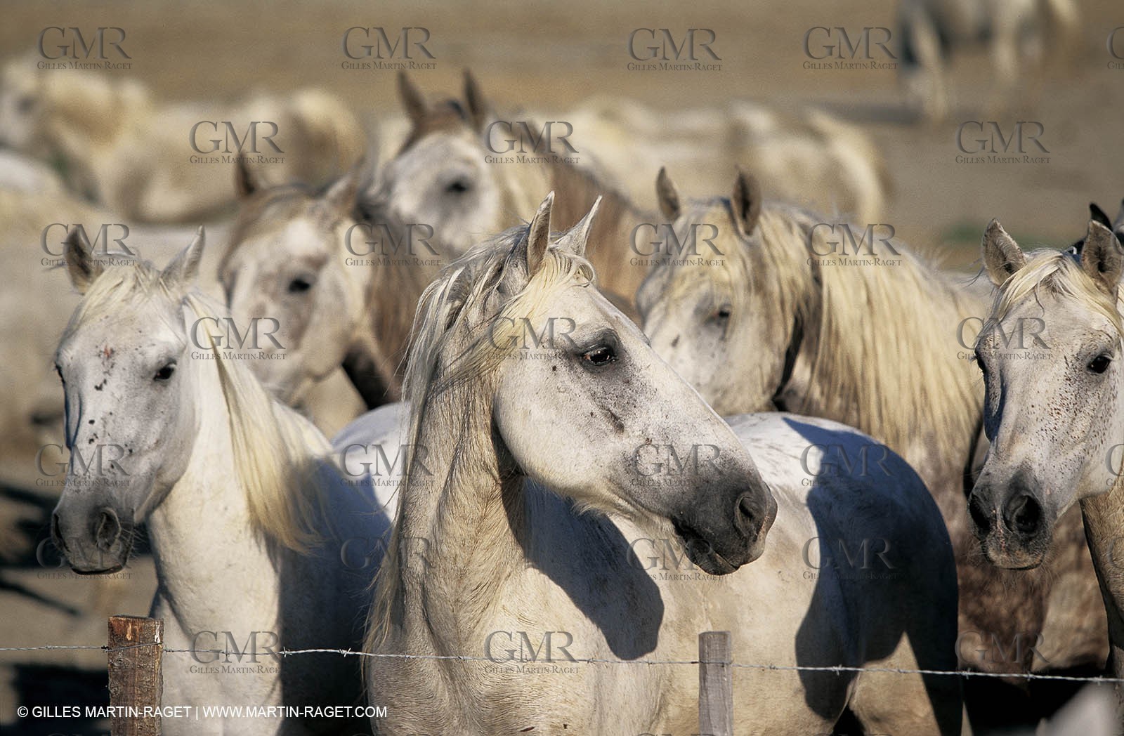 2000-2010- Arles - Les Saintes Maries de la mer (FRA,13) - Camargue horses