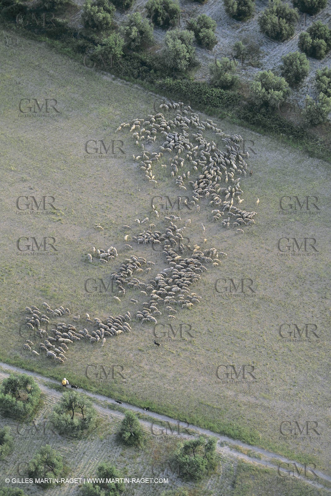 France, Provence, Moutons, bergers, élevage, transhumance