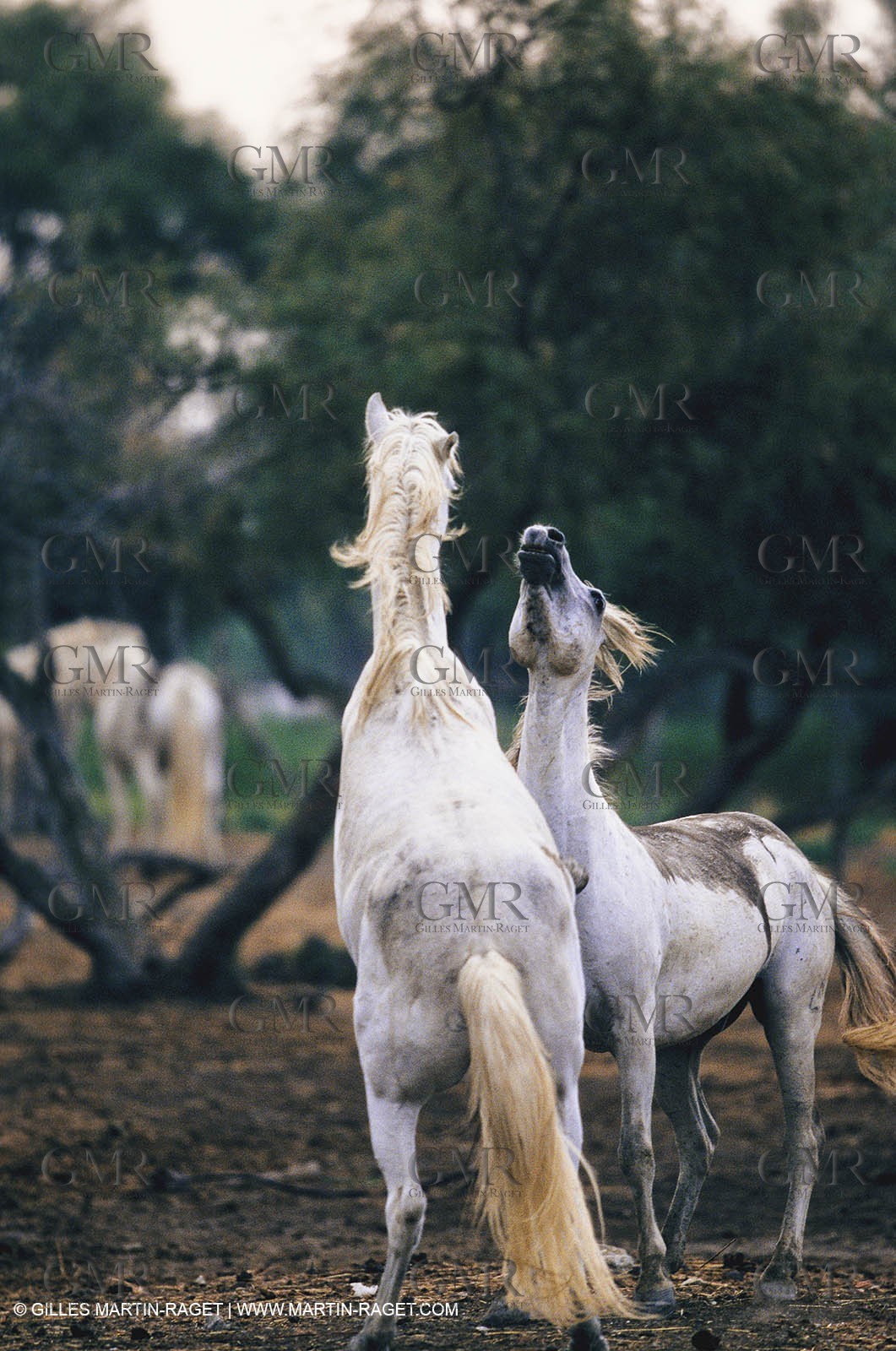 2000-2010- Arles - Les Saintes Maries de la mer (FRA,13) - Camargue horses