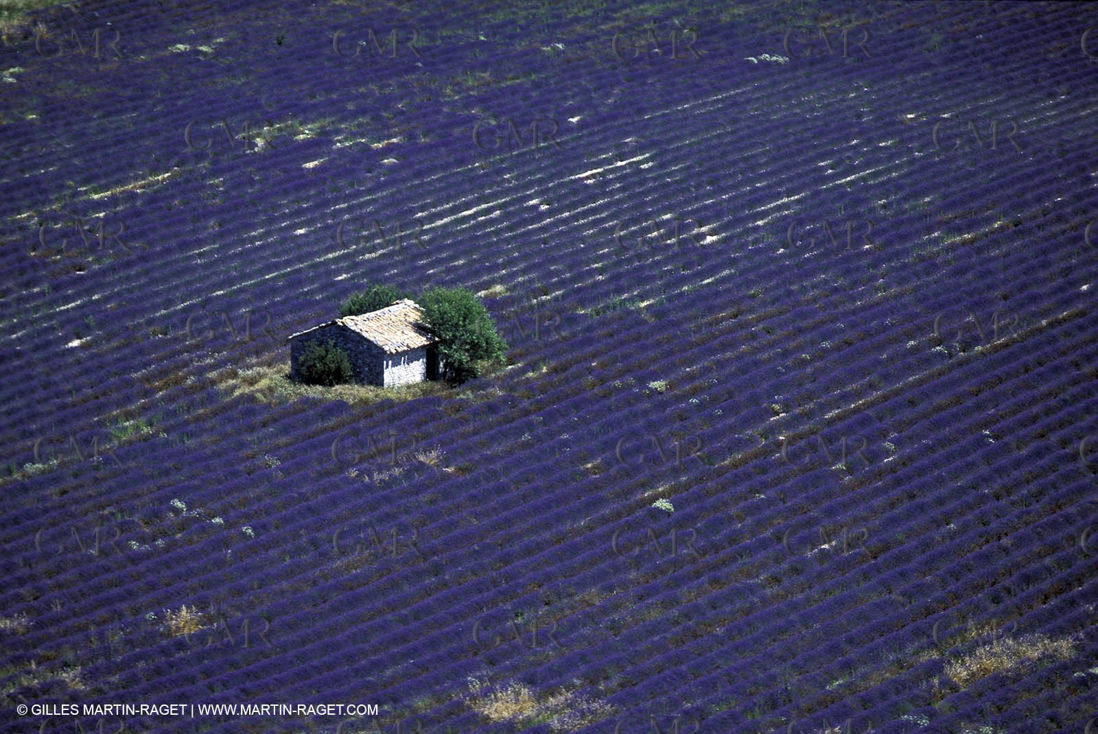 Lavander fields