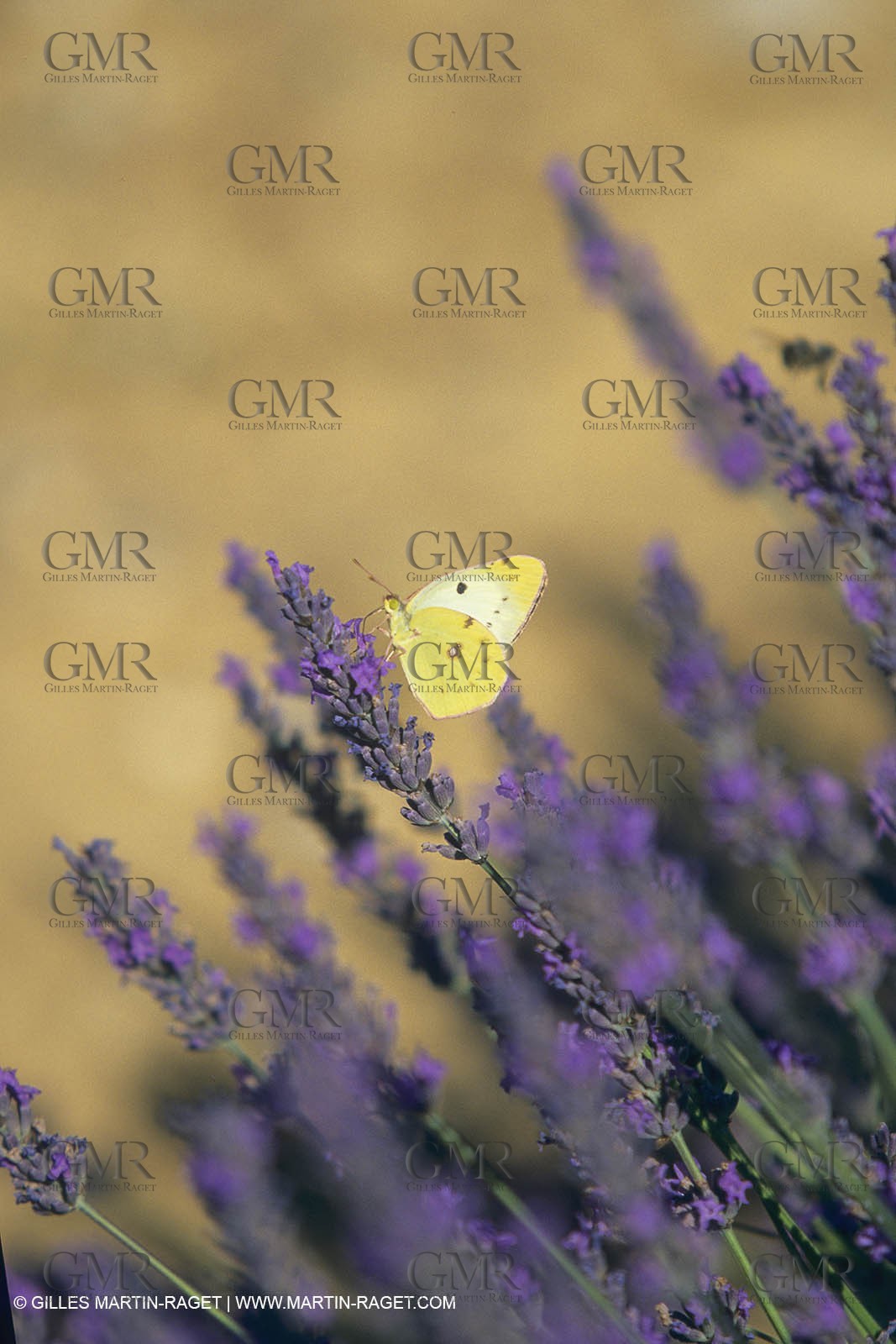 France, Provence, Lavender fields