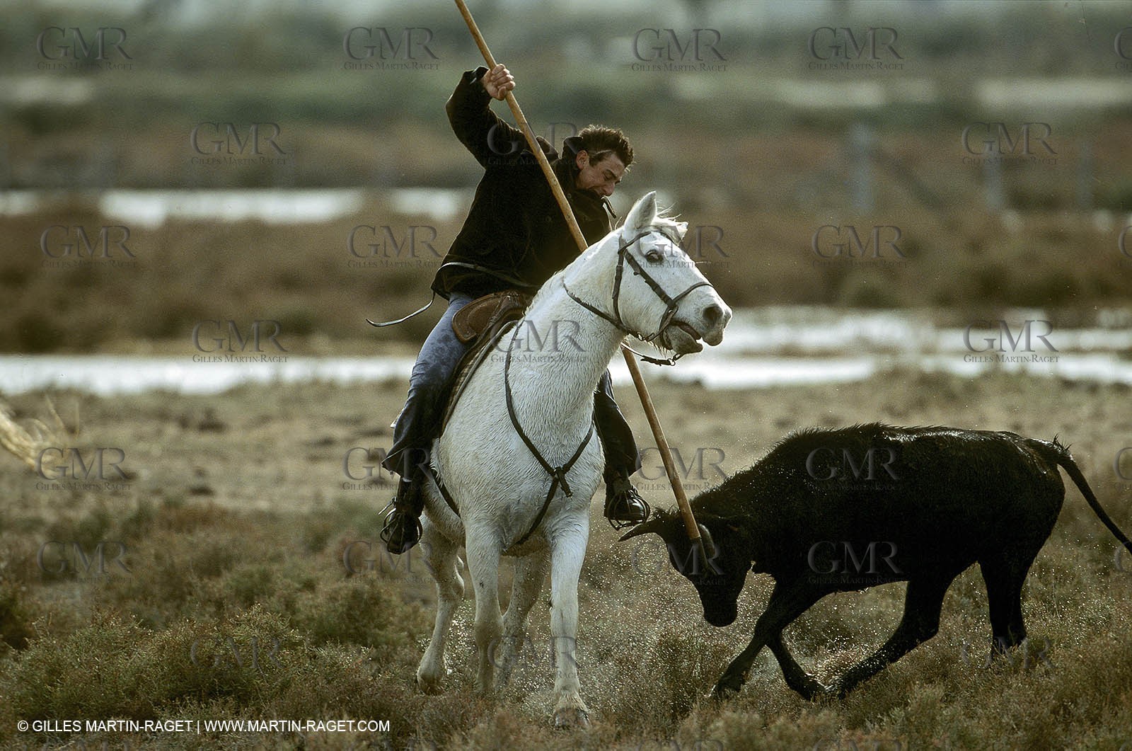 Camargue horses and bulls breeding