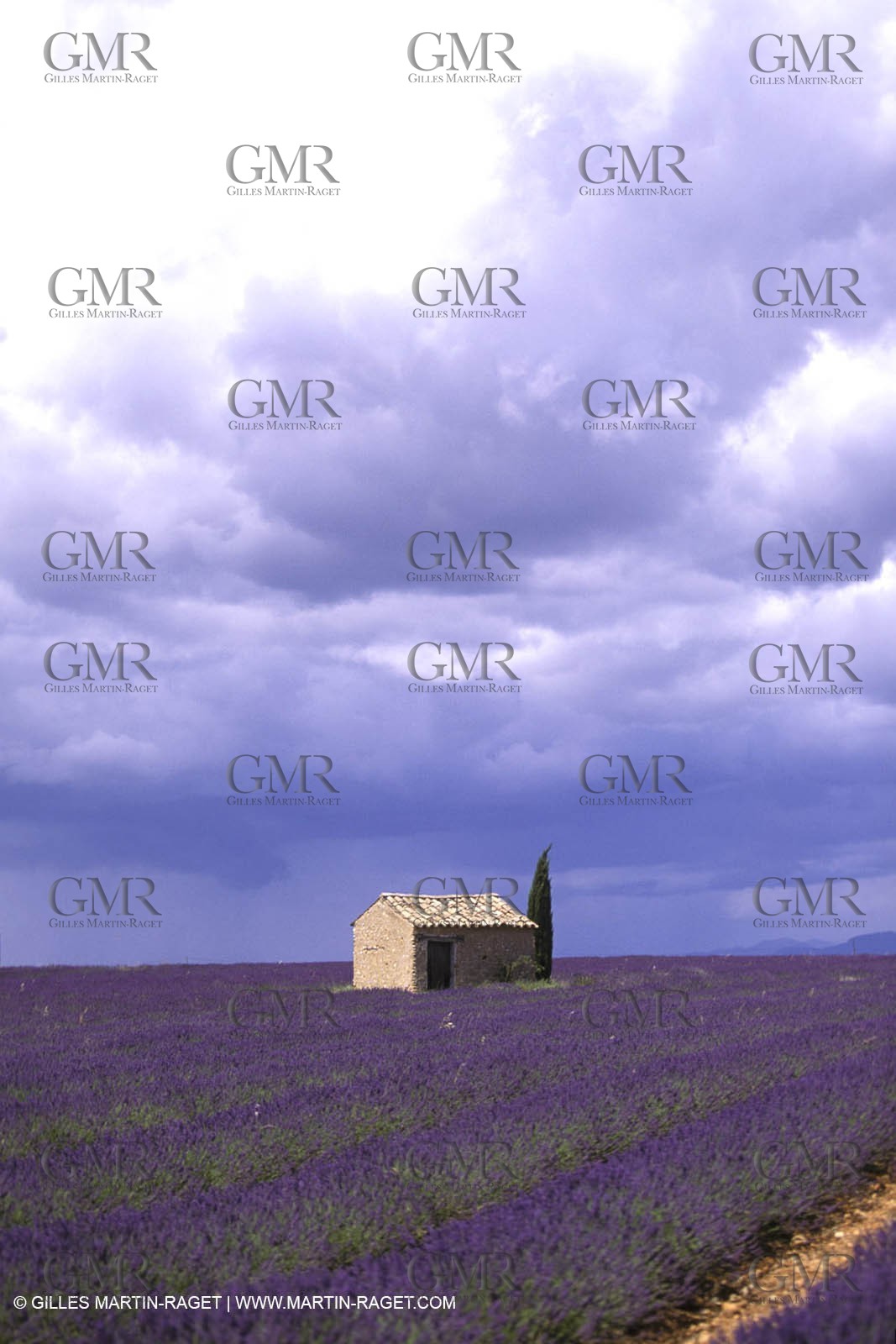 Champs de lavandes