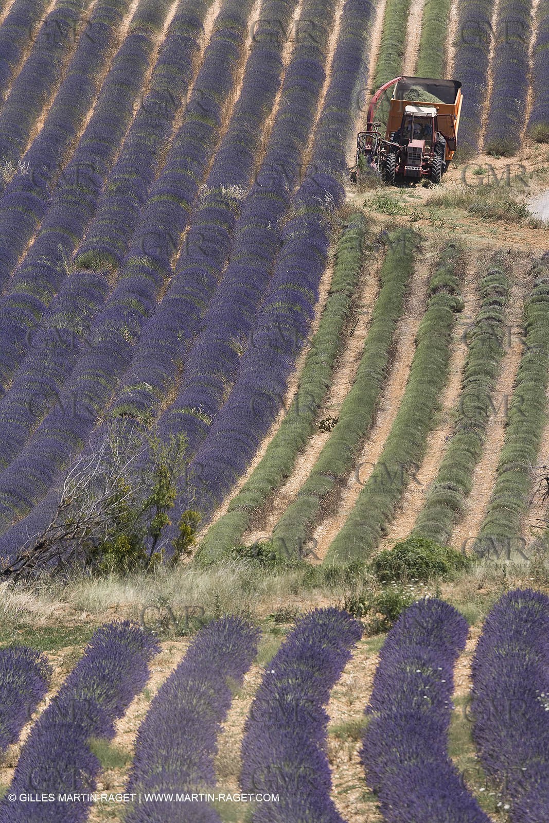 13 08 2007 - Valensole (04) - lavender fields on Valensole plateau