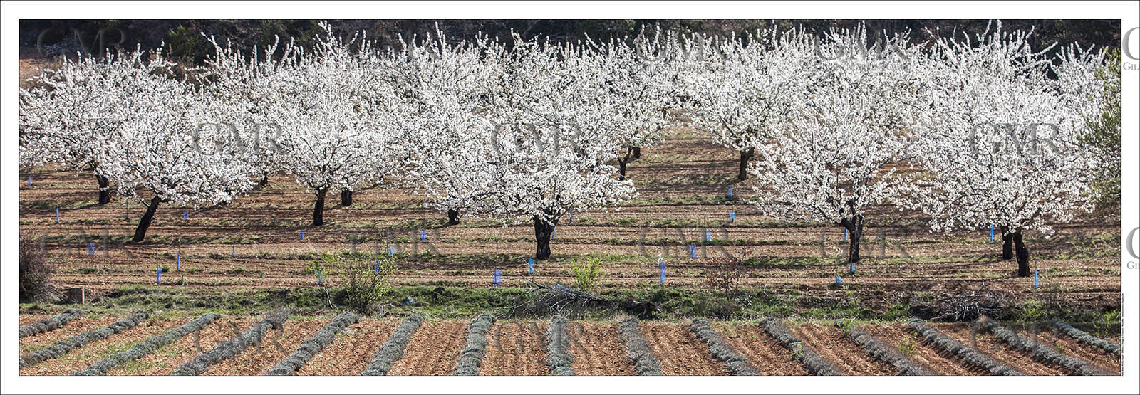 Product: in house made quality print on 8 ultrachome colors Epson ink Jet printer.Available sizes: . 20x 60 cm. 33 x 95 cm. 52 x 150 cmAvailable papers: . Standard 250 gr glossy paper print, black streak, white margin, no signature. Top quality glossy 290 gr. paper, black streak, white margin, checked and signed by the author. Fine Art print (signed, numbered, stamped, registered) on demand. Other supports (Canvas, Acrylic, Metal) on demandPackaging: cylindric reinforced tubeShipping options: regular mail or Shipping companyClick on the basket icon to select your options and start the online ordering process