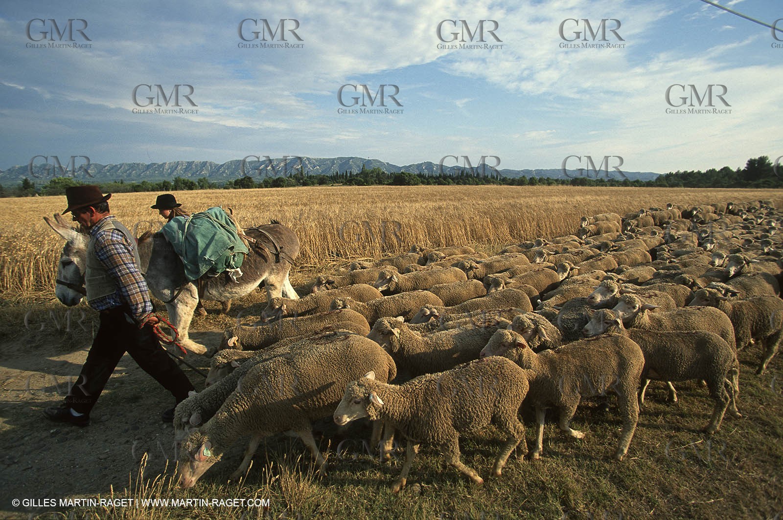 Saint Rémy de Provence (FRA,13) - Sheep stocks migration Fest
