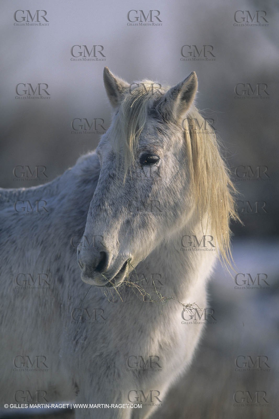 France, Provence, Camargue, White horses from Camargue