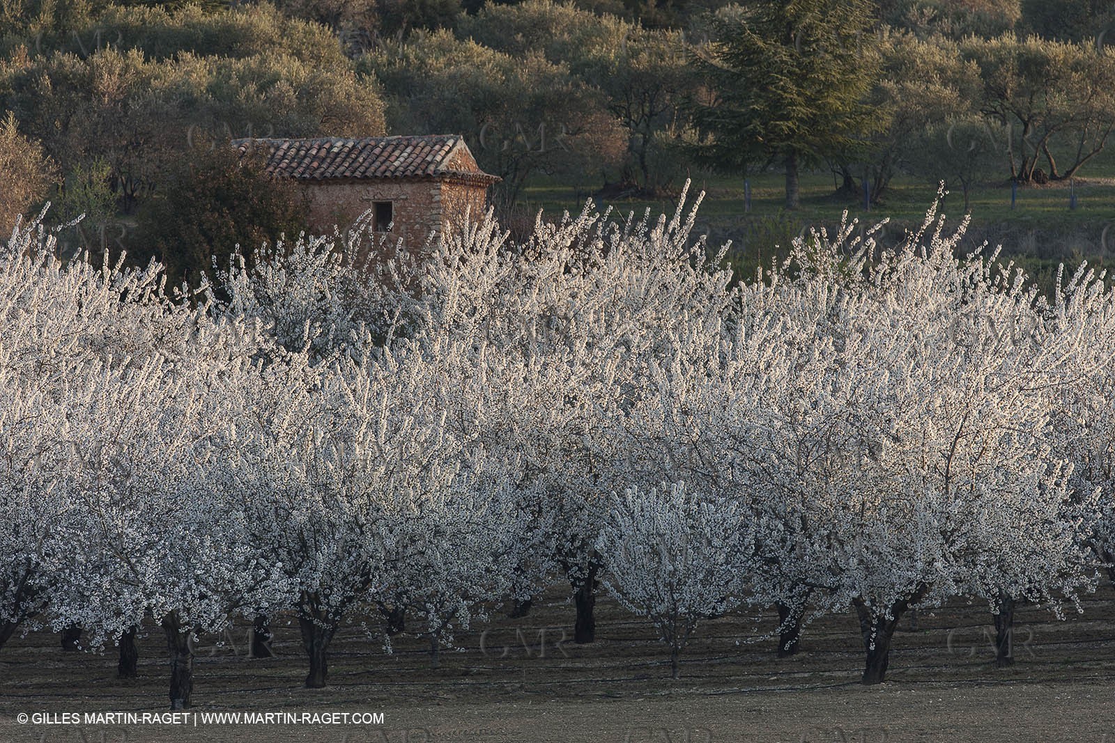 March 30th 2012 - Saint Saturnin les Apt (FRA, 84) - blooming cherry trees