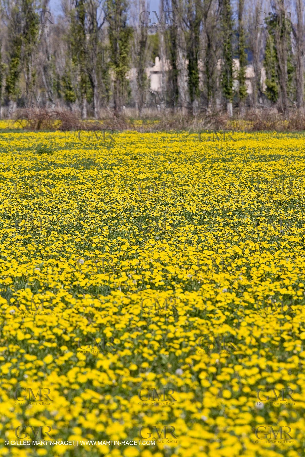 16 03 2008 - Saint Rémy de Provence (FRA, 13) - Alpilles hills landscapes - Dandelion field
