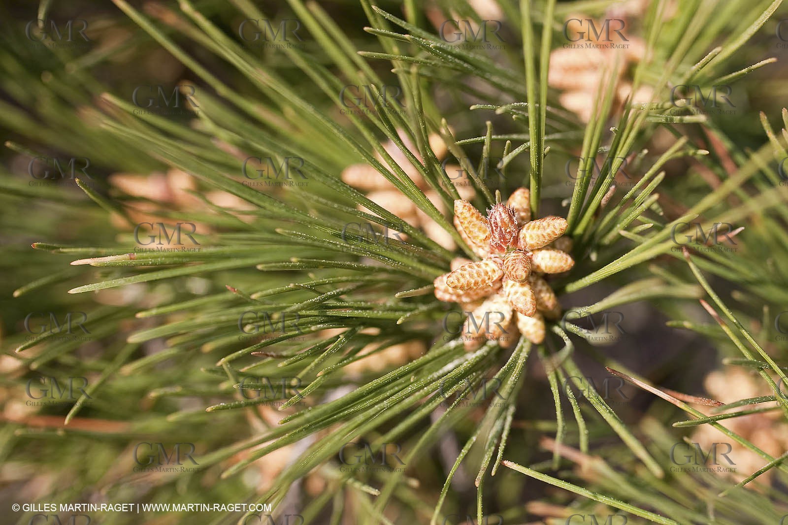 19 03 2009 - Marseille (FRA, 13) - Calanques - From Callelongue to Marseilleveyre