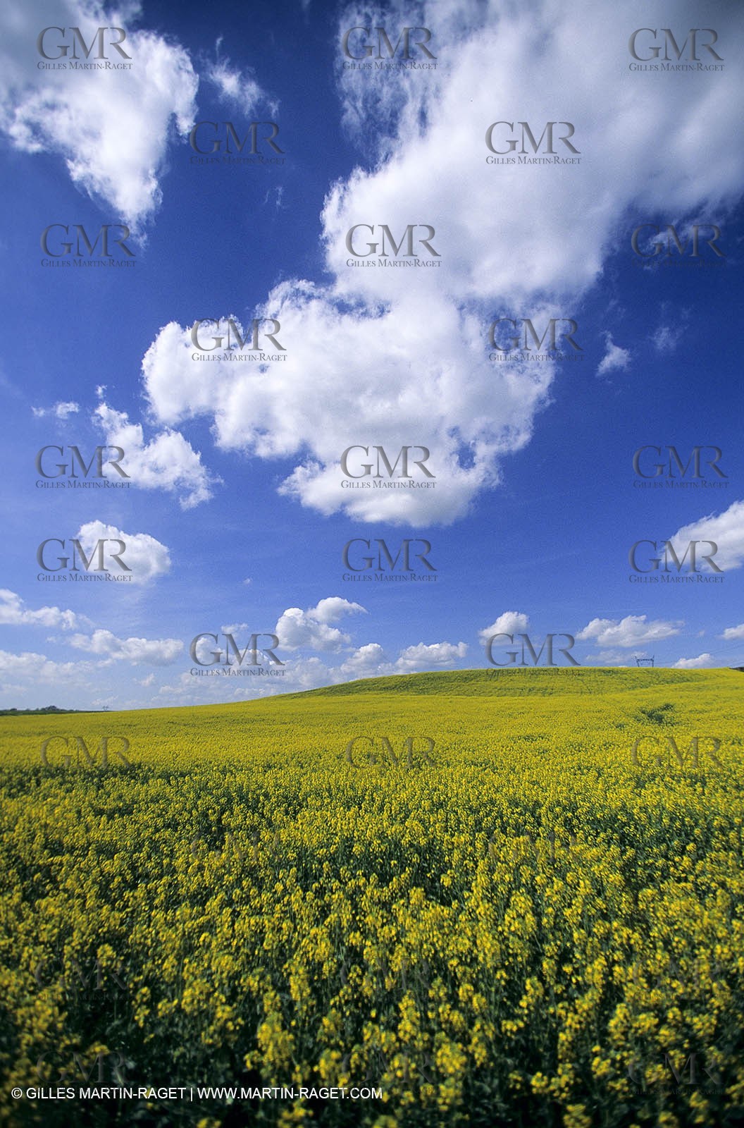 Alpilles (FRA,13), Rape fields