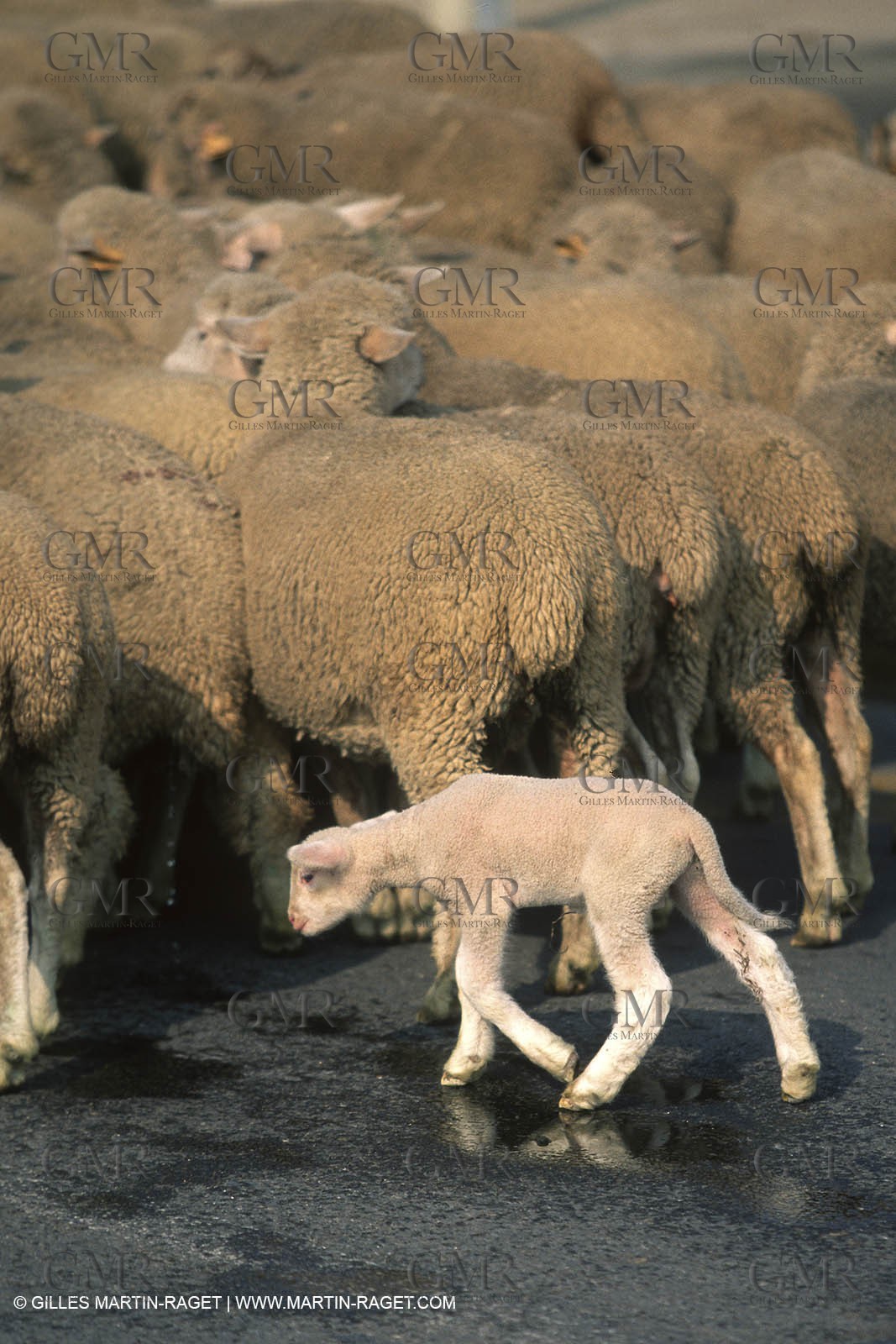Saint Rémy de Provence (FRA,13) - Fête de la Transhumance
