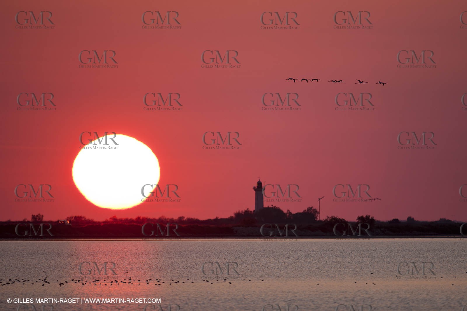 19 04 2011 - Arles (FRA,13) - Pink flamingos in La Gacholle Lighthouse vicinity