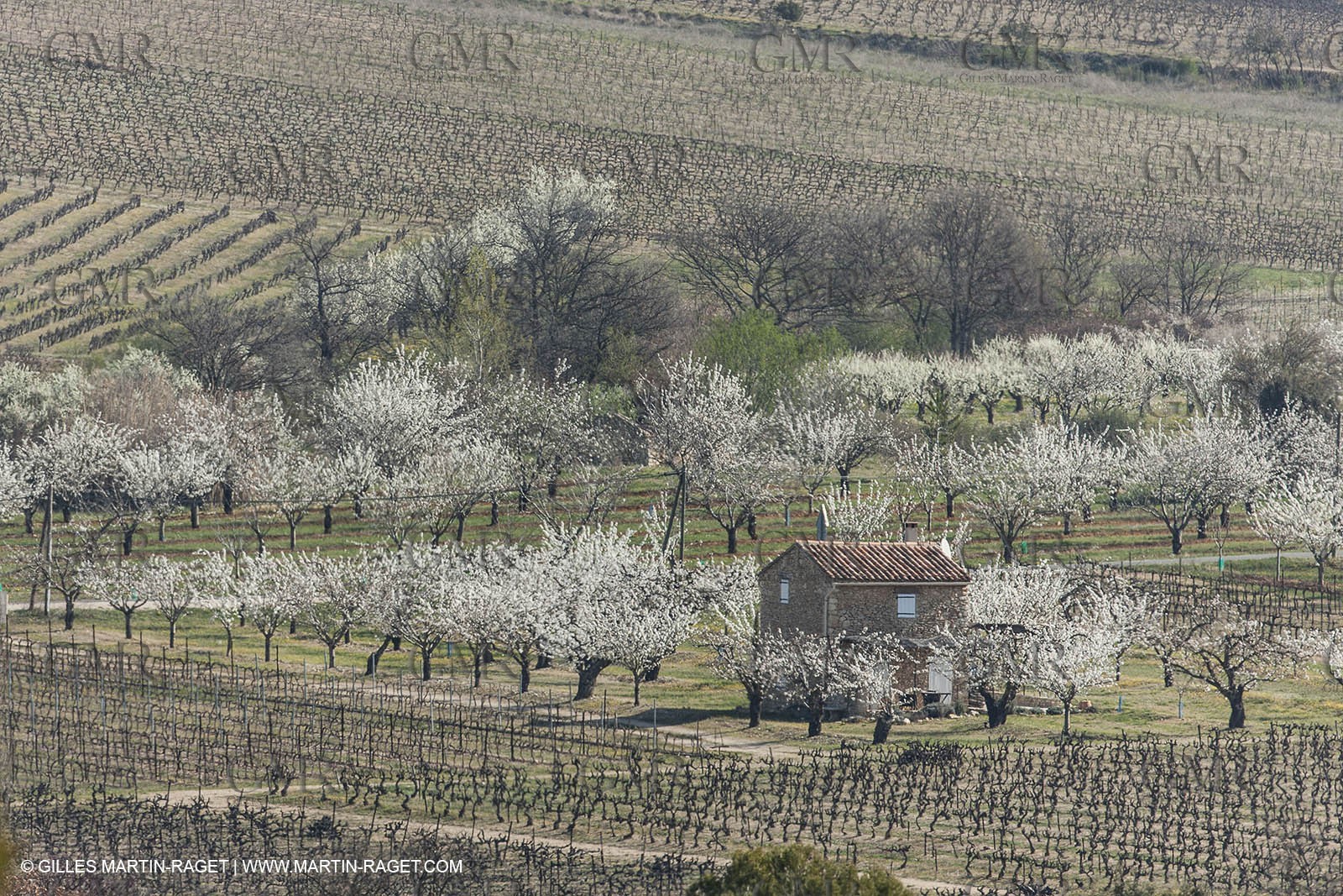 March 30th 2012 - Saint Saturnin les Apt (FRA, 84) - blooming cherry trees