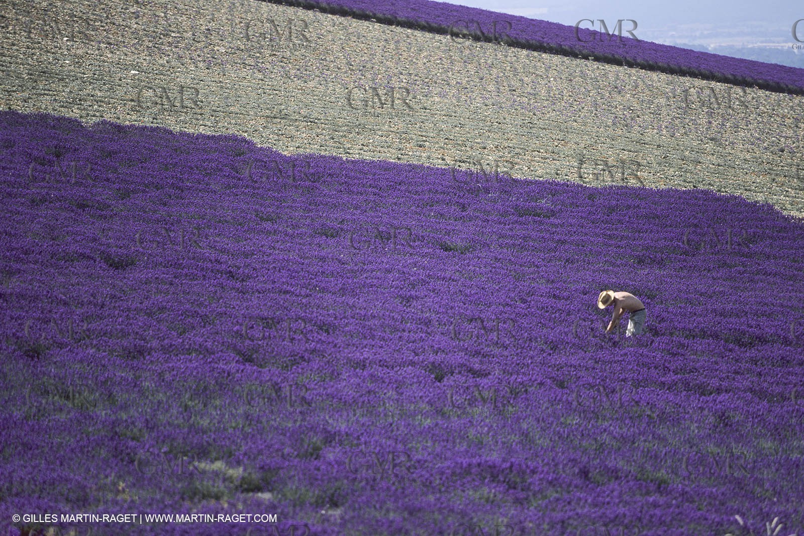France, Provence, Lavender fields