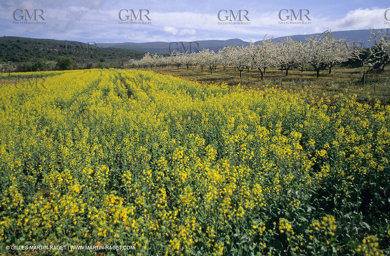 Alpilles (FRA,13), Rape fields