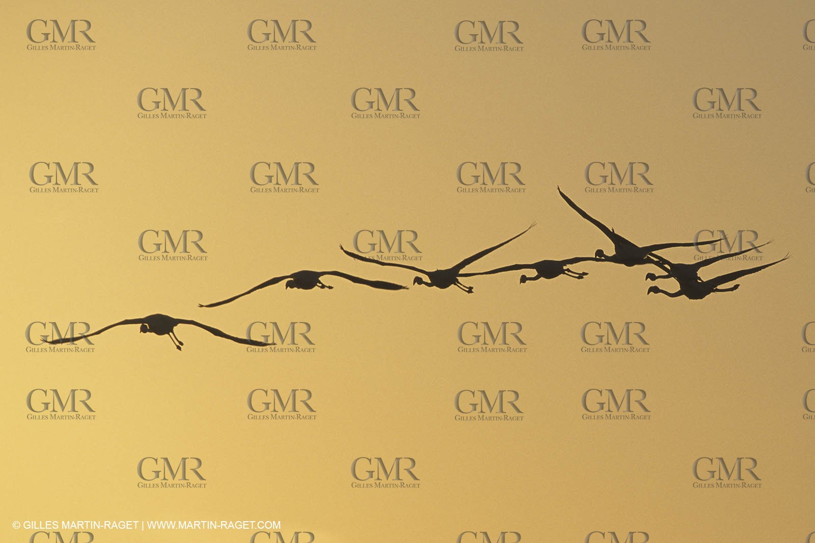 France, Provence, Camargue, Birds, Flamants, flamingos