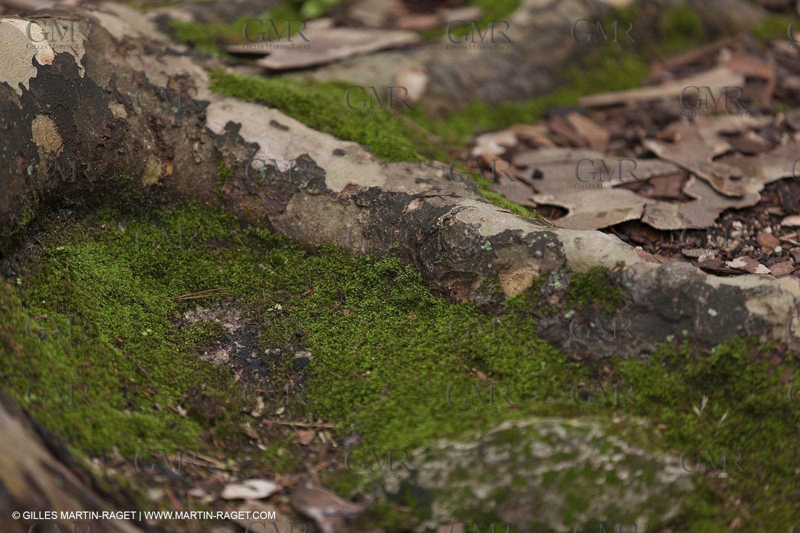 23 10 2012 - Gemenos (FRA) - Départemental Park of Saint Pons valley