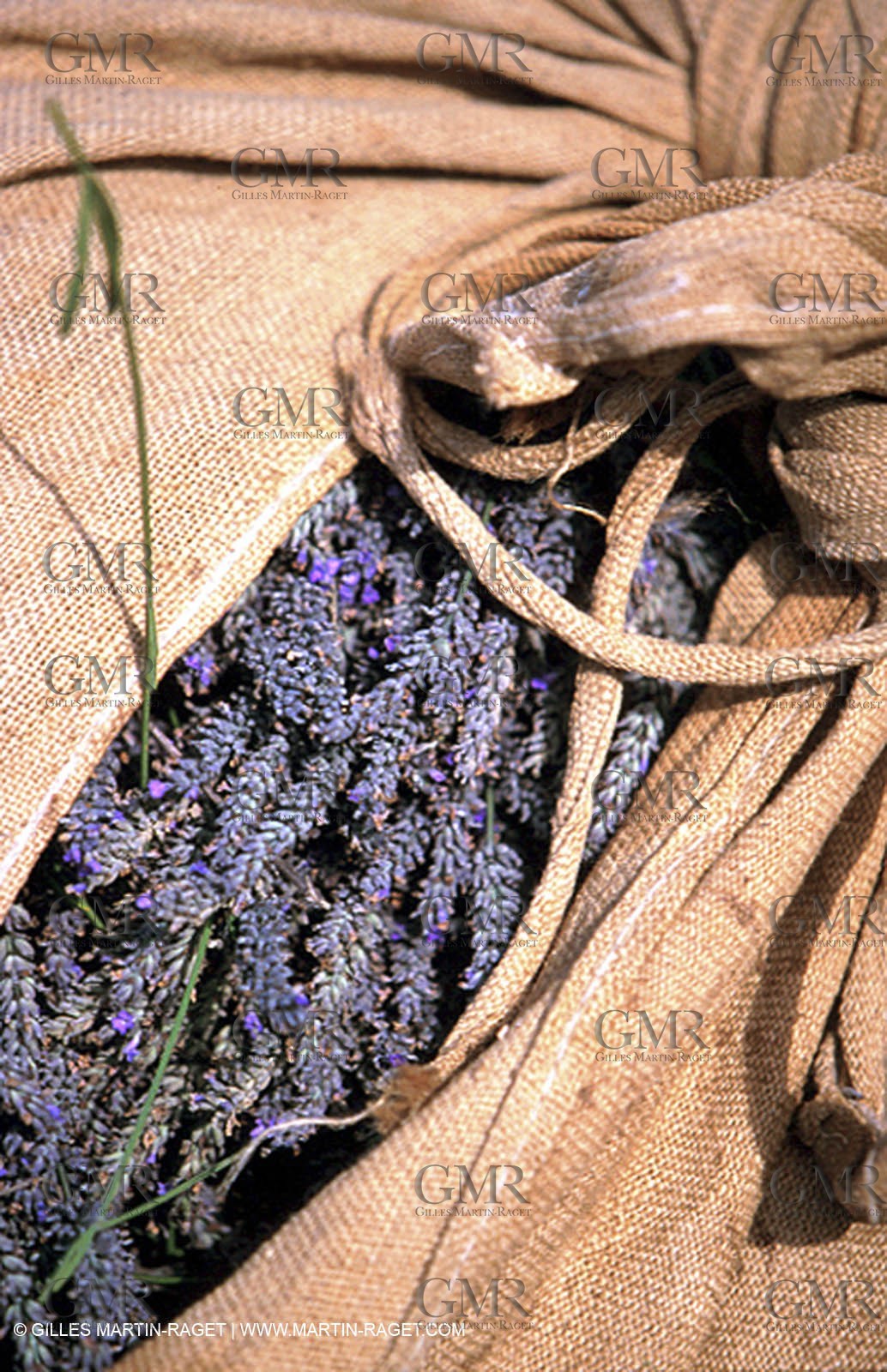 Lavander fields