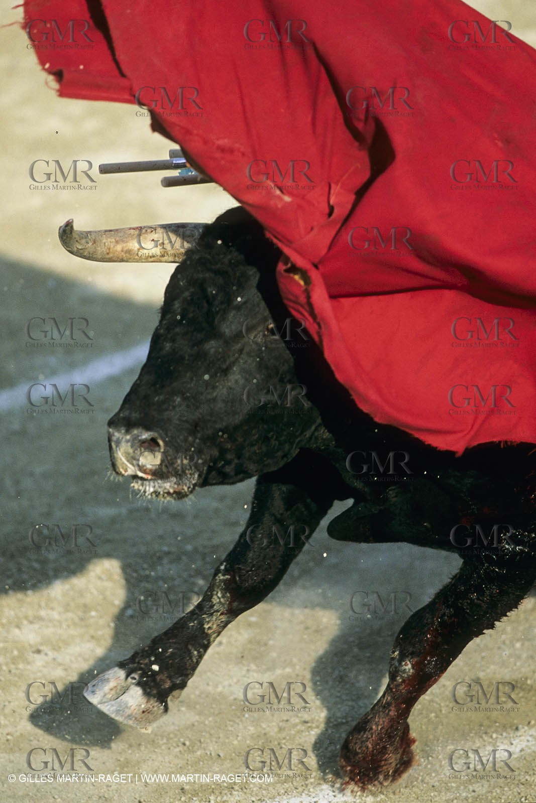 France, Provence, Traditions, tauromachie,