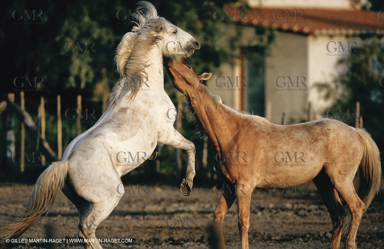 2000-2010- Arles - Les Saintes Maries de la mer (FRA,13) - Camargue horses