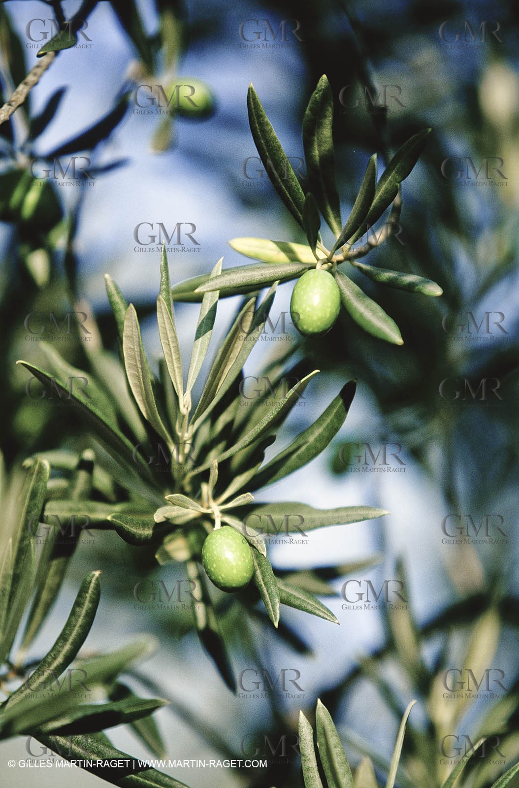 olive0118.jpg