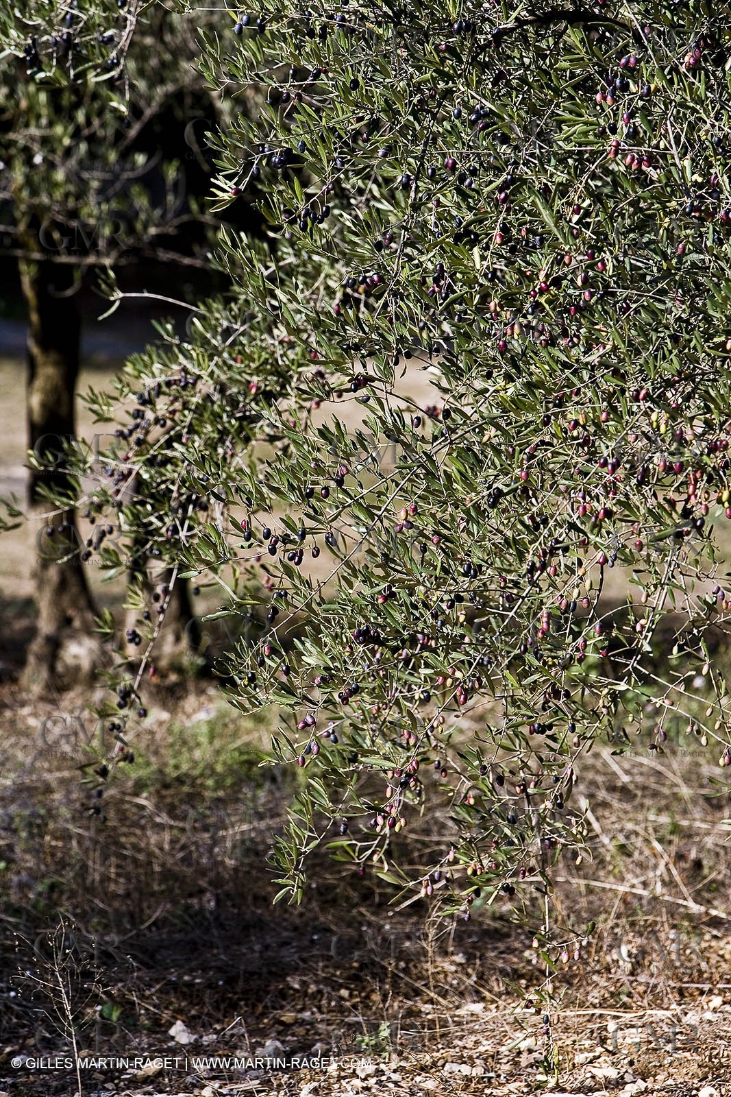 France, Provence, Oliviers, oliveraies, olive trees