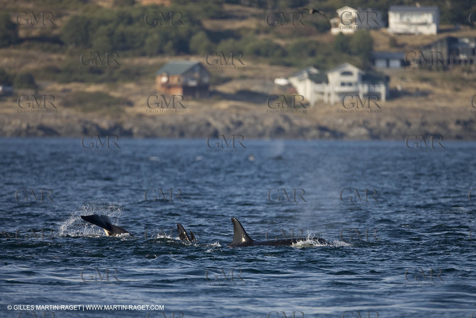 01 09 2008 - San Juan Islands (WA, USA) - Orcas