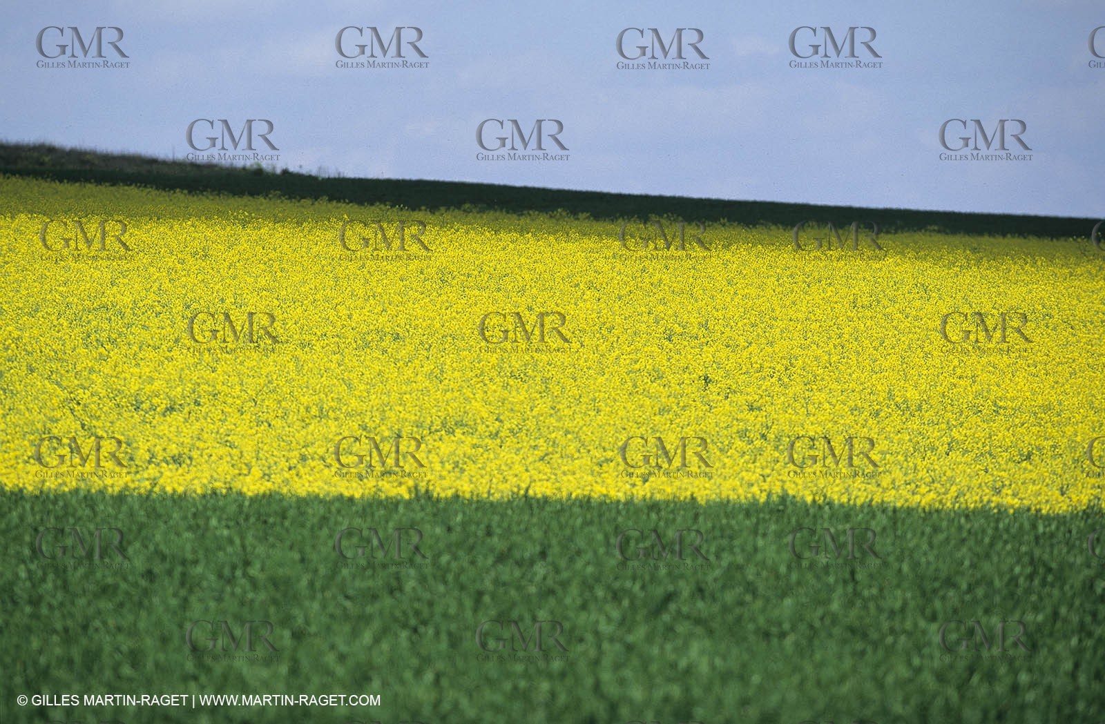 Alpilles (FRA,13), Rape fields