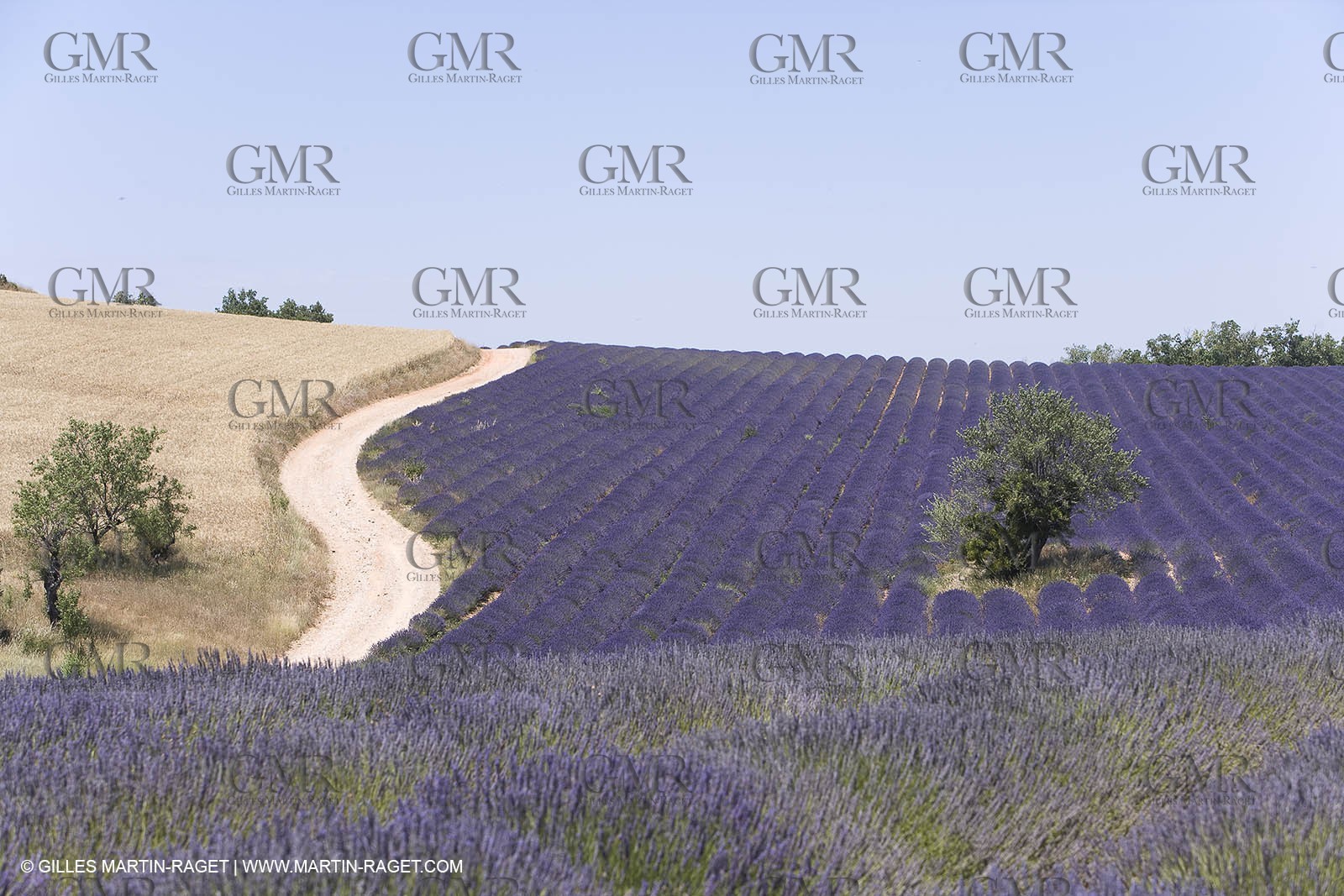 13 08 2007 - Valensole (04) - lavender fields on Valensole plateau