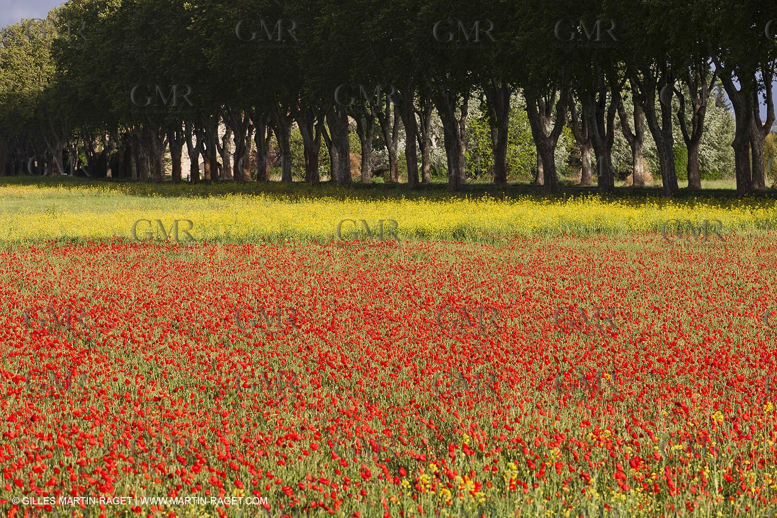 29 04 2012 ( Saint Rémy de Provence (FRA, 13) - Chaîne des Alpilles vers Romanin