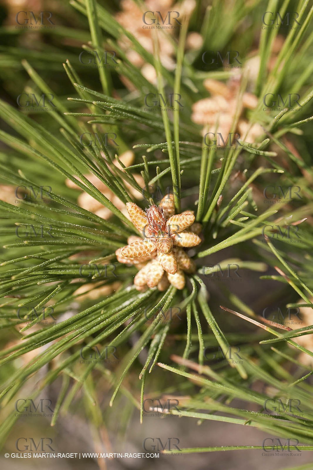 19 03 2009 - Marseille (FRA, 13) - Calanques - From Callelongue to Marseilleveyre