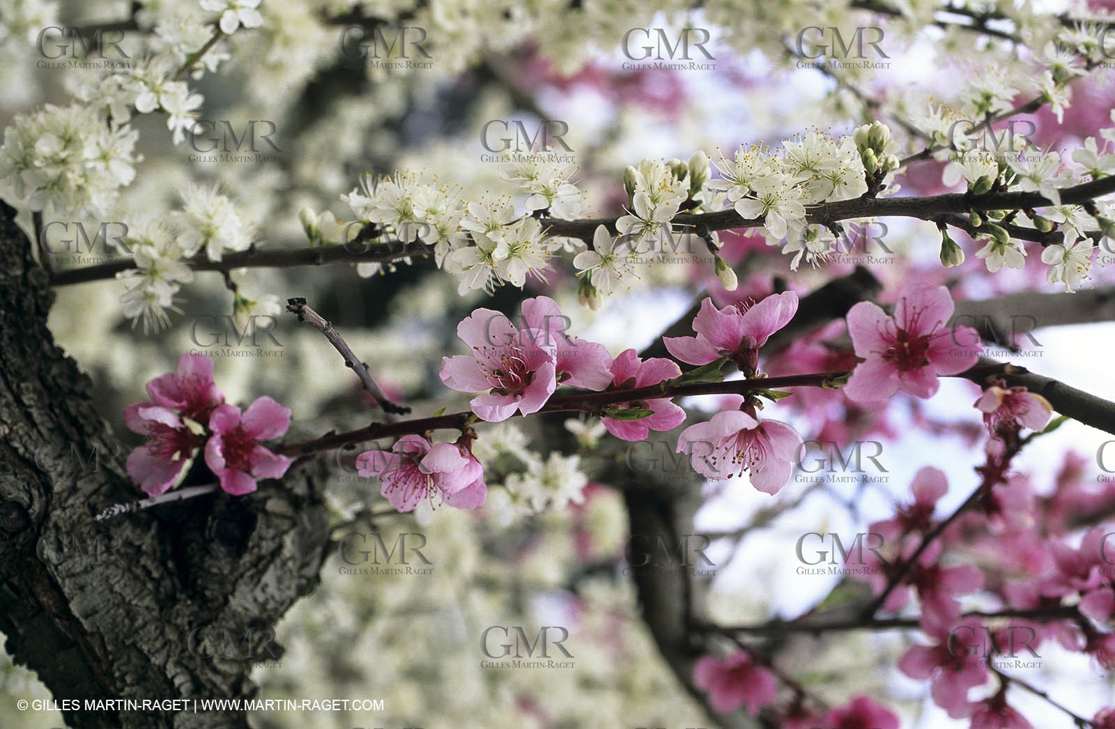 Luberon, Vaucluse (FRA,84) - Fruit trees blooming