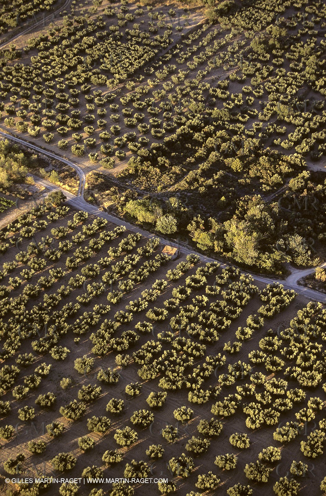 France, Provence, Oliviers, oliveraies, olive trees