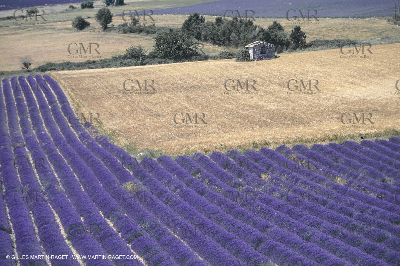 France, Provence, Lavender fields