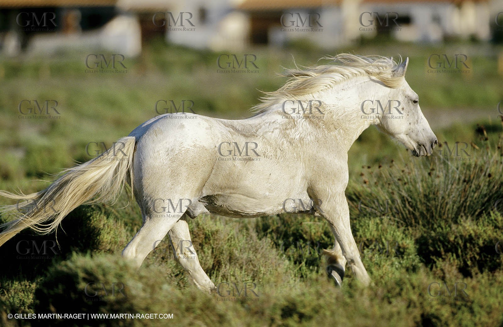 2000-2010- Arles - Les Saintes Maries de la mer (FRA,13) - Camargue horses