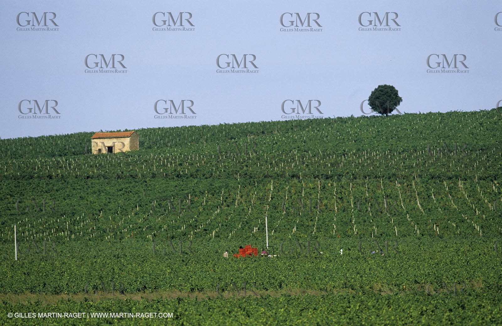 Nimes-Vendanges mécaniques-été 2004