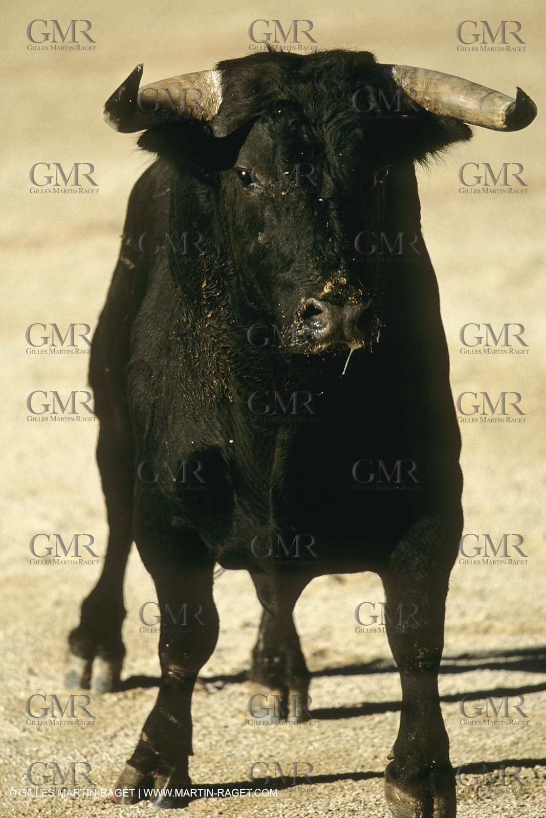 France, Provence, Traditions, tauromachie,