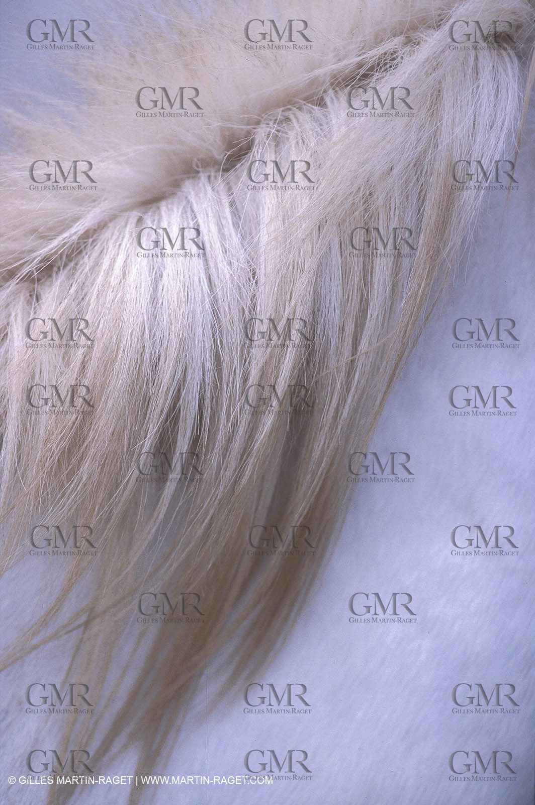 Camargue Horse - mane