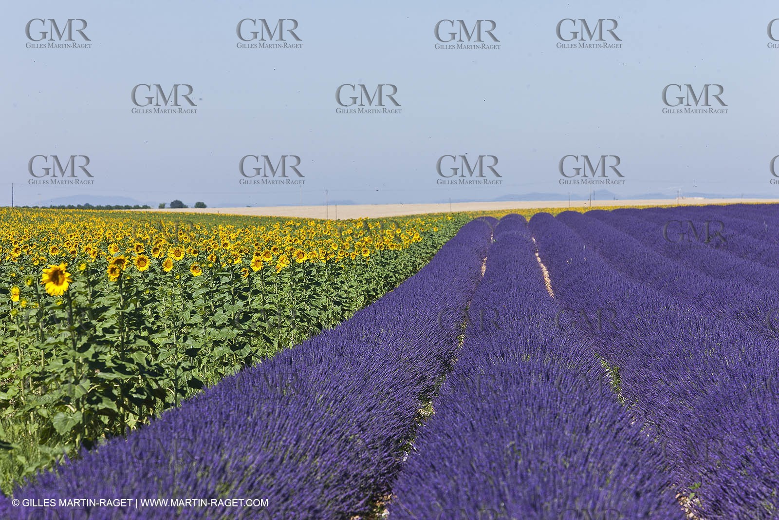 27 06 2011 - Valensole (FRA, 04) - Champs de lavande